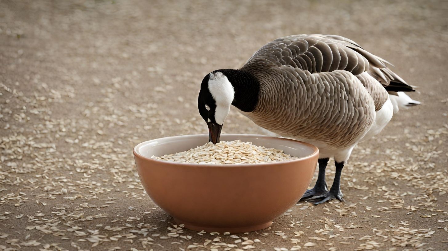 Can Geese Eat Oatmeal